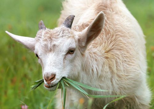 草を食む山羊